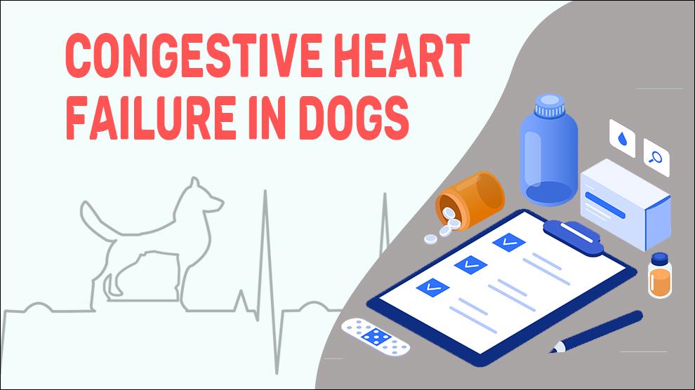 Congestive Heart Failure In Dogs