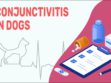 Conjunctivitis In Dogs