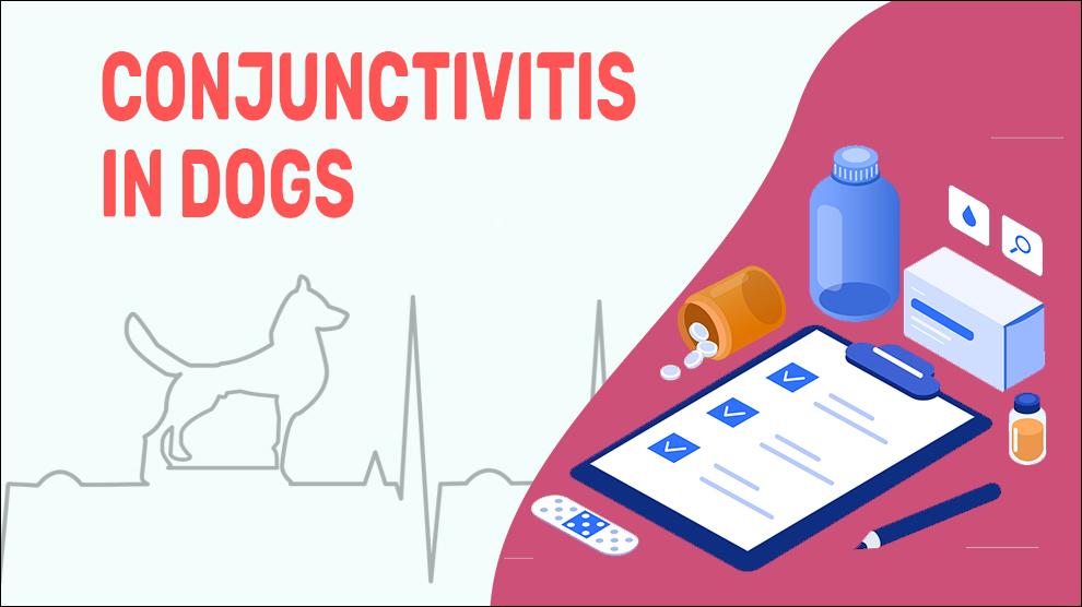 Conjunctivitis In Dogs