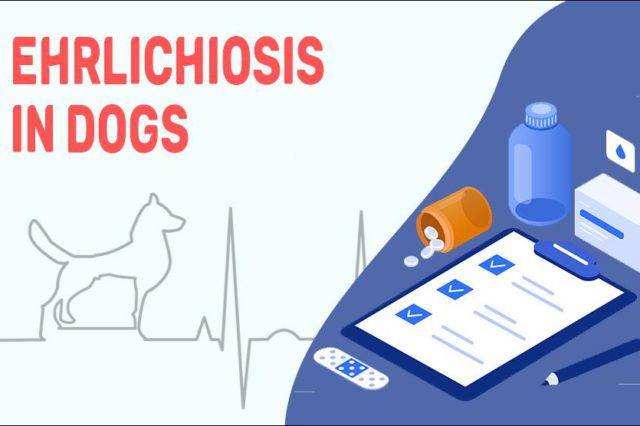 Ehrlichiosis In Dogs