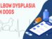 Elbow Dysplasia In Dogs