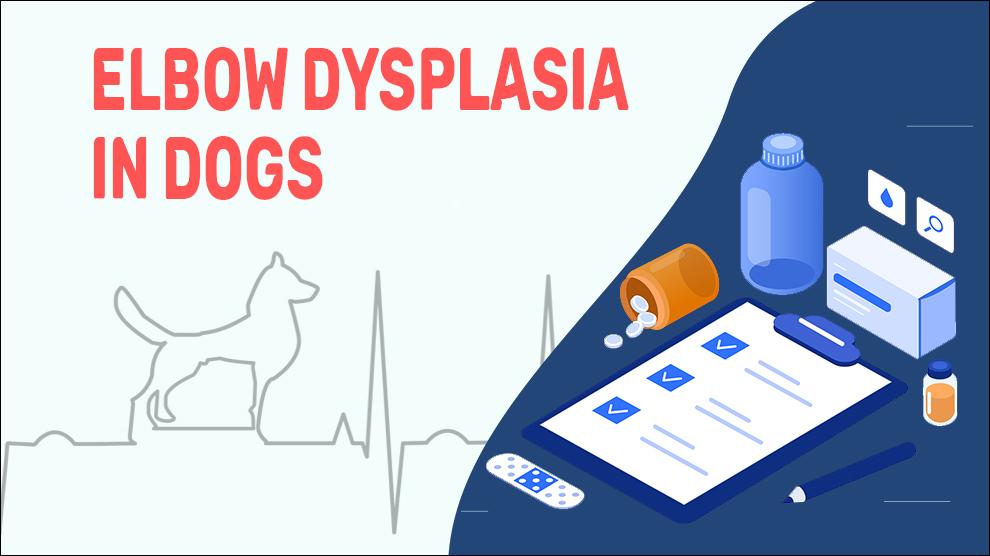 Elbow Dysplasia In Dogs