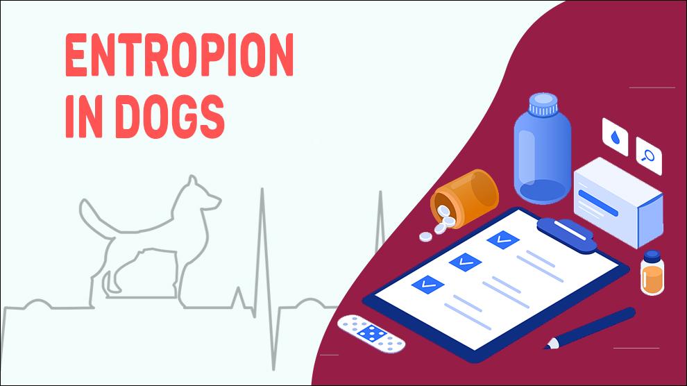 Entropion In Dogs