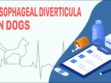 Esophageal Diverticula In Dogs