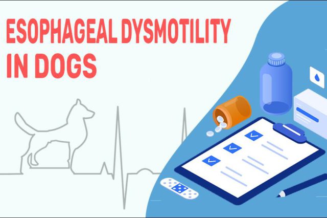 Esophageal Dysmotility In Dogs