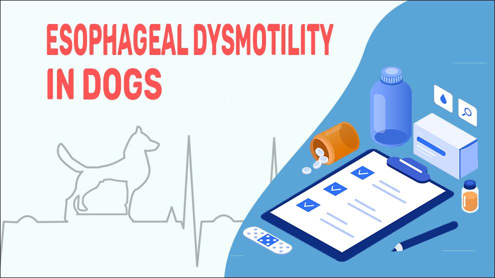 Esophageal Dysmotility In Dogs