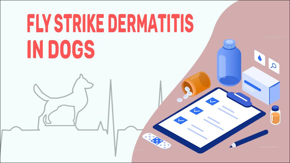 Fly Strike Dermatitis In Dogs