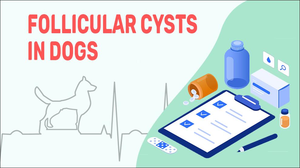 Follicular Cysts In Dogs