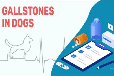 Gallstones In Dogs