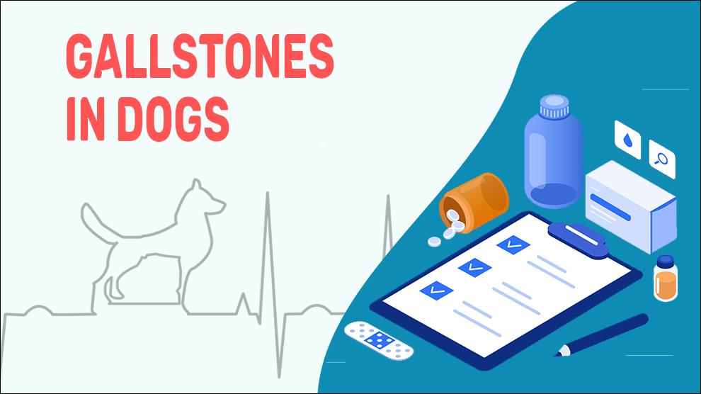 Gallstones In Dogs