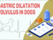 Gastric Dilatation Volvulus In Dogs