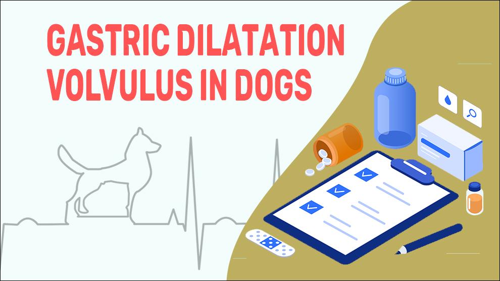 Gastric Dilatation Volvulus In Dogs