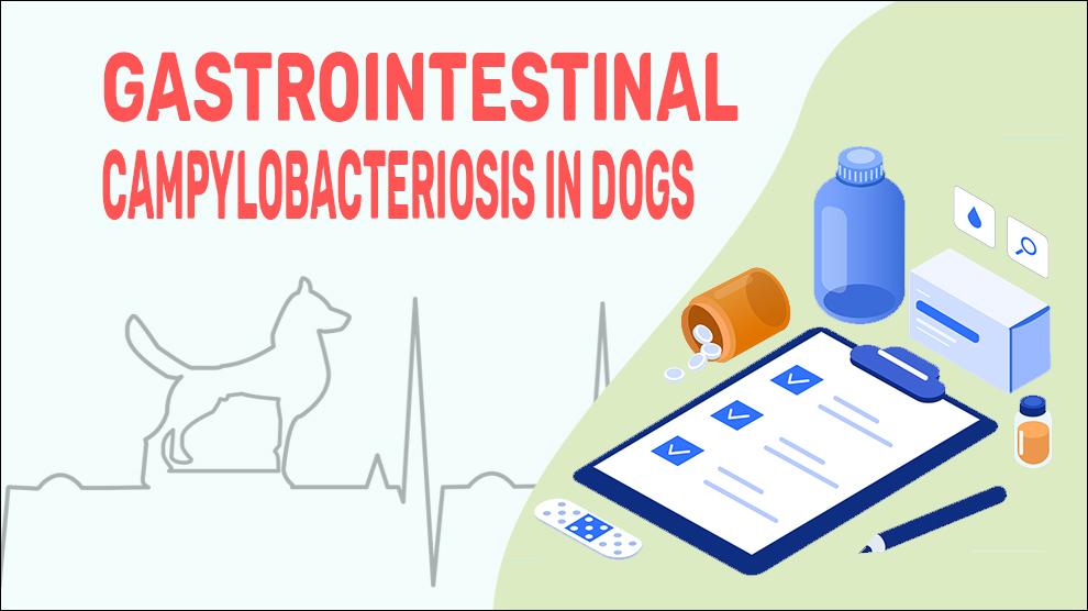 Gastrointestinal Campylobacteriosis In Dogs