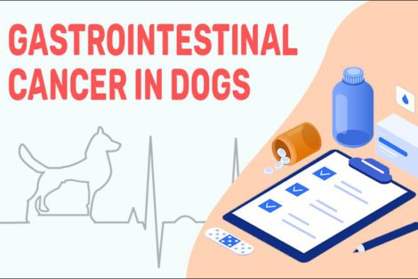 Gastrointestinal Cancer In Dogs