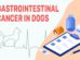 Gastrointestinal Cancer In Dogs