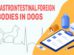 Gastrointestinal Foreign Bodies In Dogs