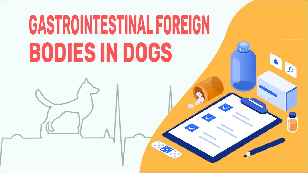 Gastrointestinal Foreign Bodies In Dogs