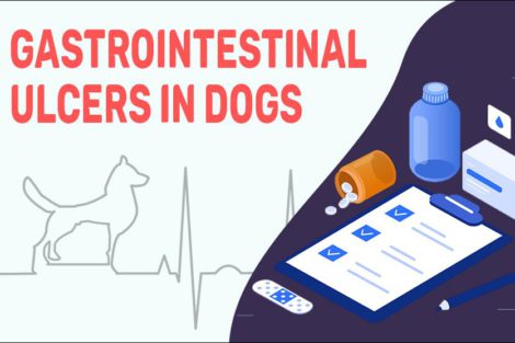 Gastrointestinal Ulcers In Dogs