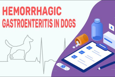 Hemorrhagic Gastroenteritis In Dogs