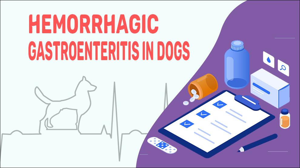 Hemorrhagic Gastroenteritis In Dogs