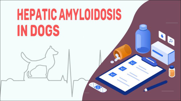 Hepatic Amyloidosis In Dogs - Petmoo