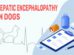 Hepatic Encephalopathy In Dogs