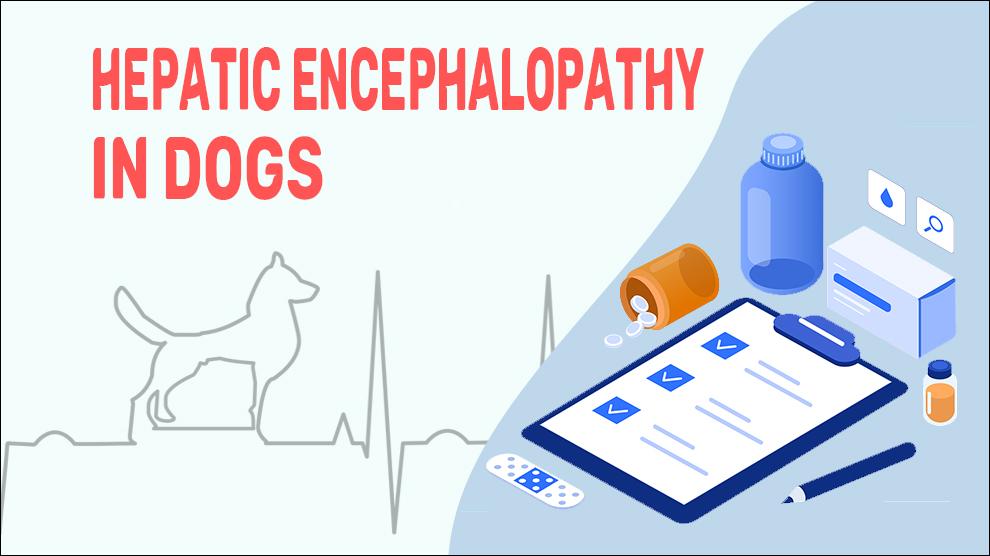 Hepatic Encephalopathy In Dogs - Petmoo - My Pets Routine