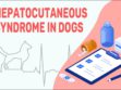 Hepatocutaneous Syndrome In Dogs