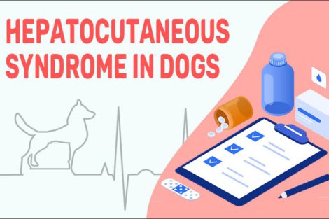 Hepatocutaneous Syndrome In Dogs