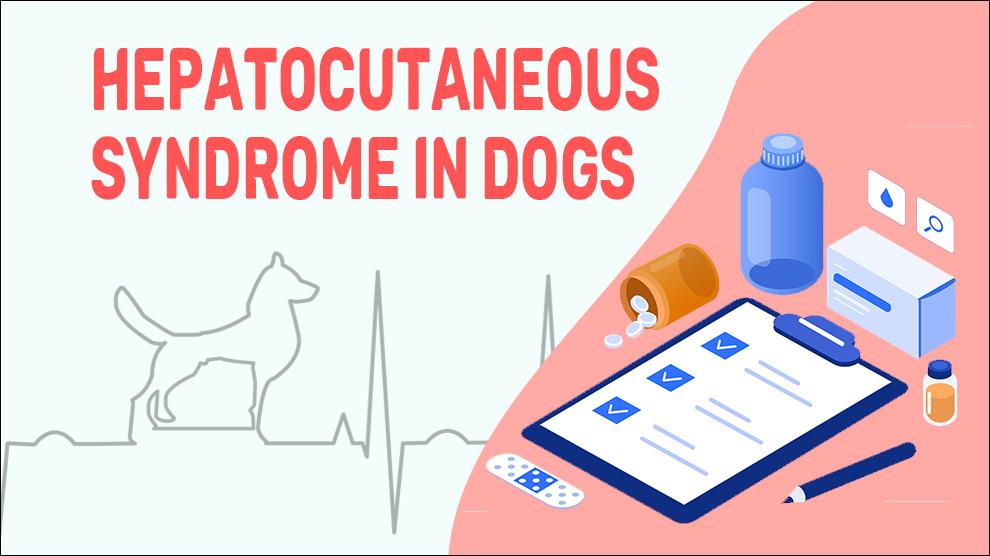 Hepatocutaneous Syndrome In Dogs