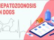 Hepatozoonosis In Dogs