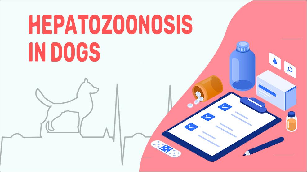 Hepatozoonosis In Dogs