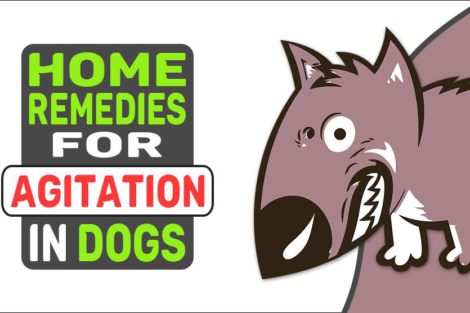 Home Remedies For Agitation In Dogs