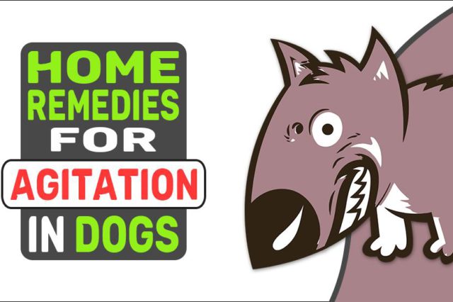 Home Remedies For Agitation In Dogs