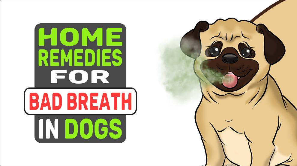 Home Remedies For Bad Breath In Dogs