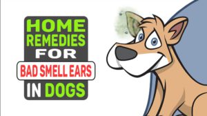 Home Remedies For Bad Smell Ears In Dogs
