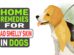 Home Remedies For Bad Smelly Skin In Dogs
