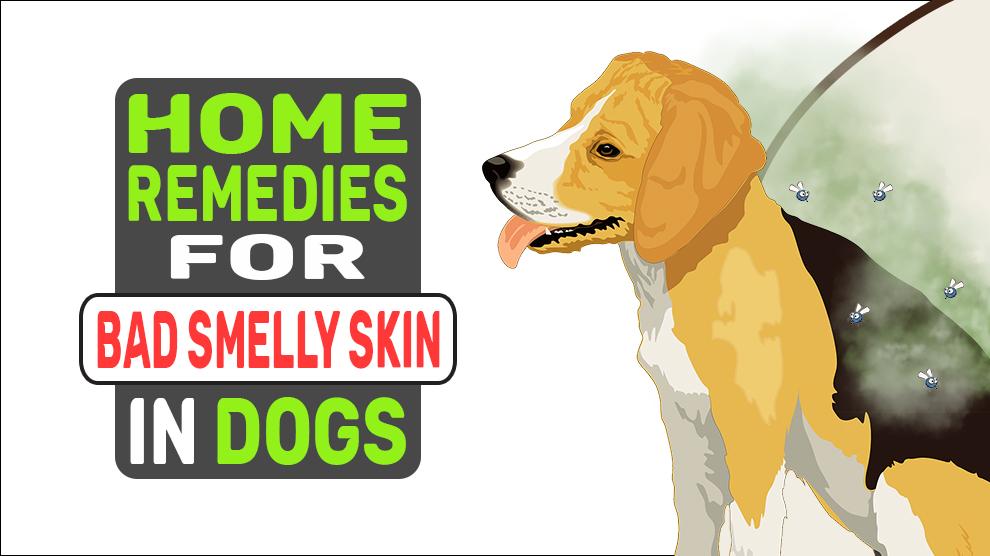 Home Remedies For Bad Smelly Skin In Dogs
