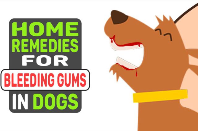 Home Remedies For Bleeding Gums In Dogs