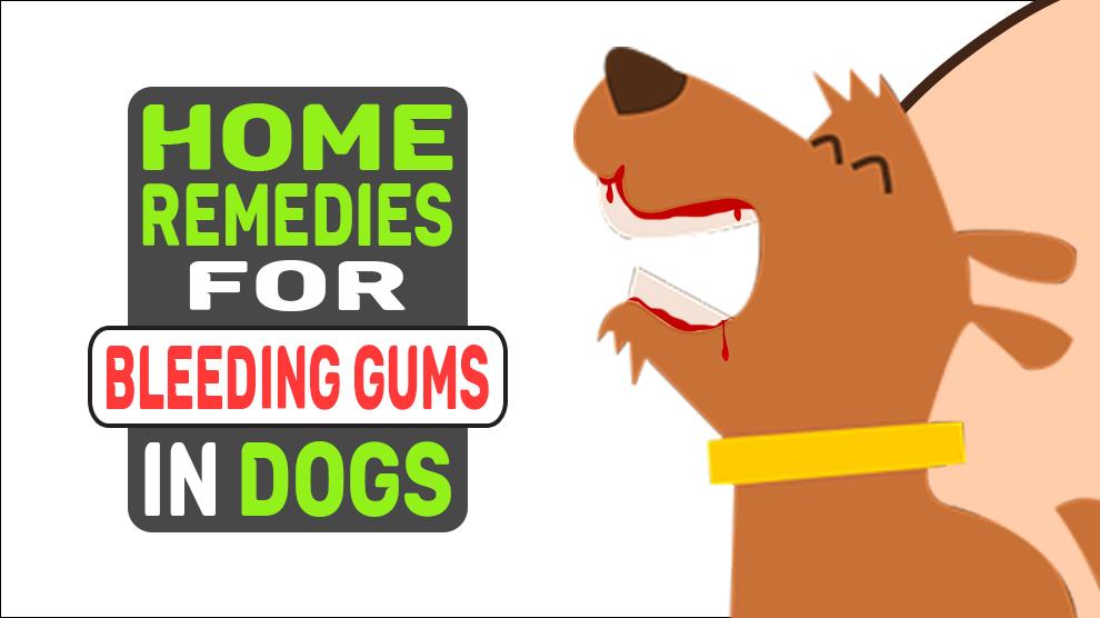 Home Remedies For Bleeding Gums In Dogs