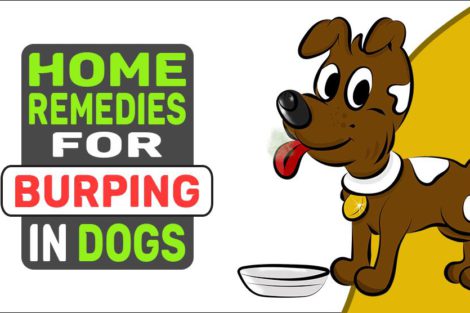 Home Remedies For Burping In Dogs