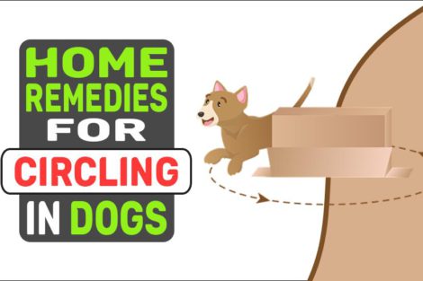 Home Remedies For Circling In Dogs