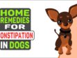 Home Remedies For Constipation In Dogs