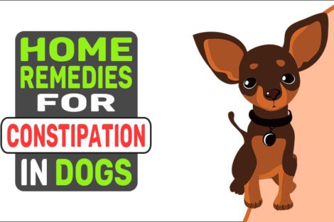 Home Remedies For Constipation In Dogs