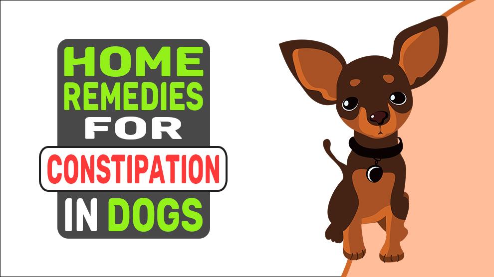 Home Remedies For Constipation In Dogs