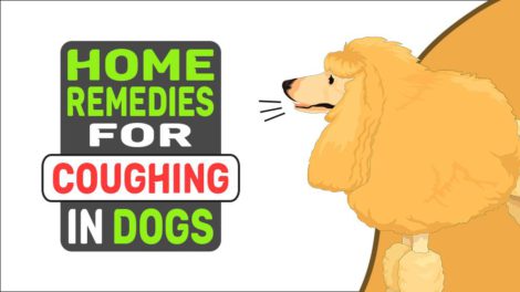 Home Remedies For Coughing In Dogs