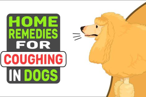 Home Remedies For Coughing In Dogs