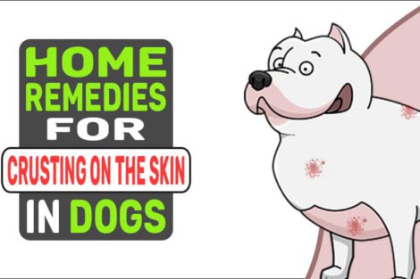 Home Remedies For Crusting On The Skin In Dogs