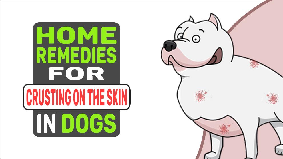 Home Remedies For Crusting On The Skin In Dogs