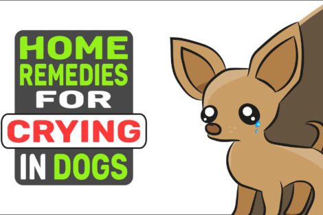 Home Remedies For Crying In Dogs